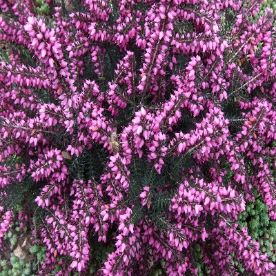 Erica_darleyensis_s_rózsaszín