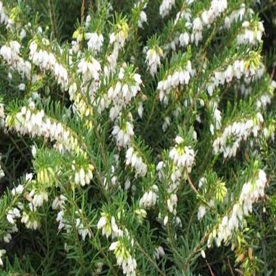 erika_darleyensis_white_perfection