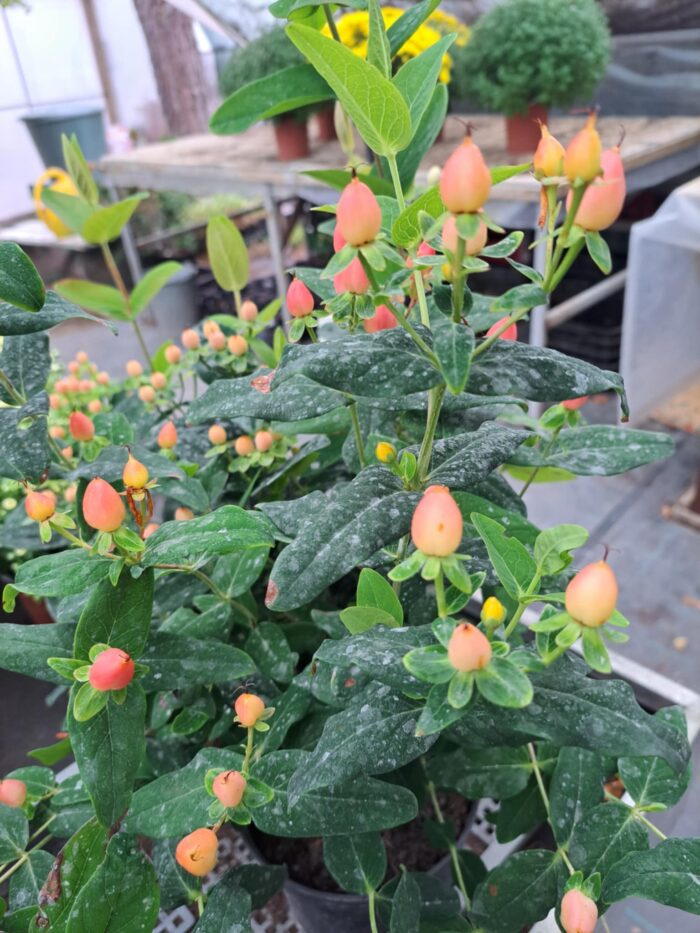 Bogyós Orbáncfű (Hypericum ) - Image 3