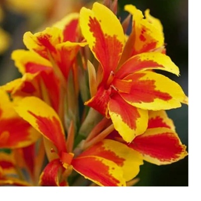 canna_queen_charlotte