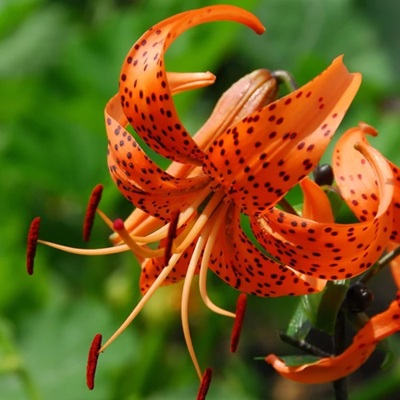 tigrisliliom_narancs