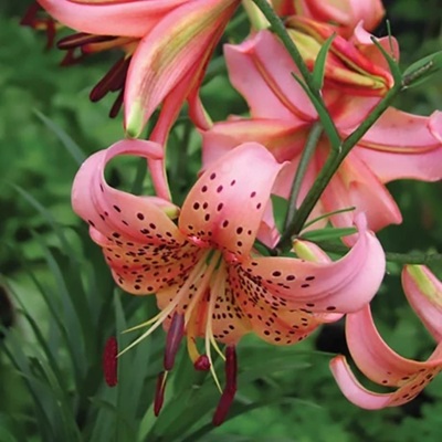 tigrisliliom_rózsaszín