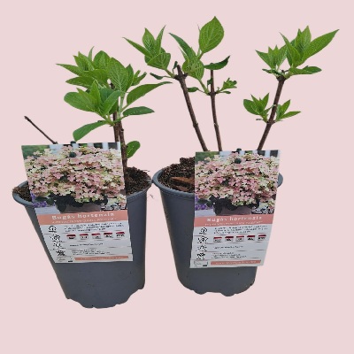 bugás_hortenzia_polestar