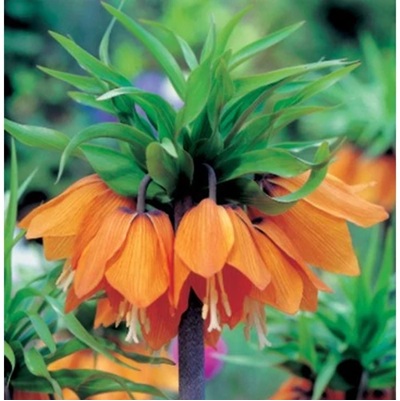 császárkorona_narancs