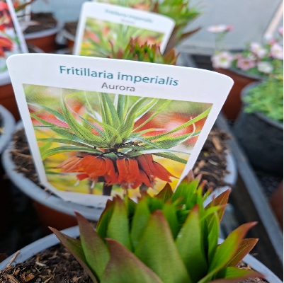 császárkorona_narancs_aurora