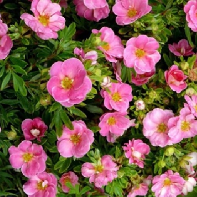 cserjés_pimpo_rózsaszín_virágzata