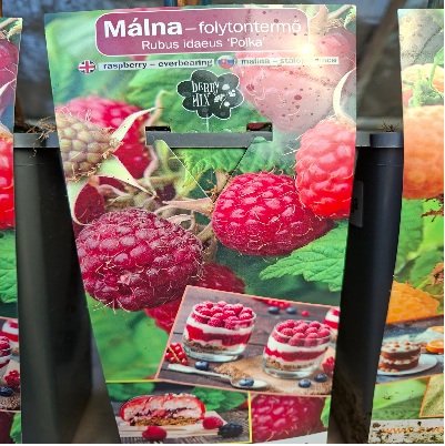 folytontermő_málna