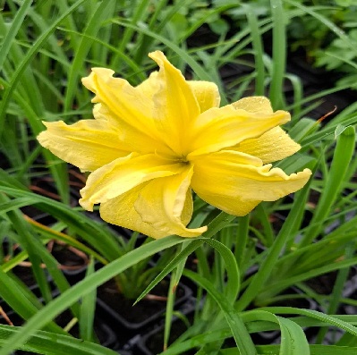 sásliliom_sárga_dupla