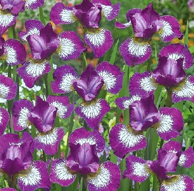 szibériai_nőszírom_lila_cirmos