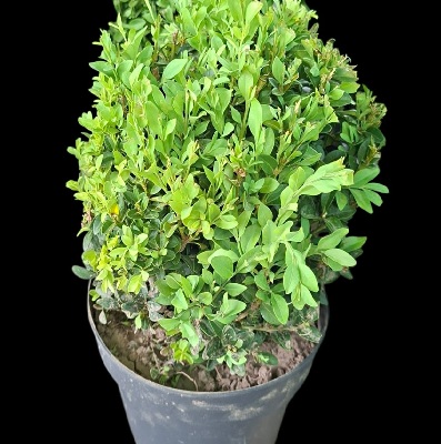 buxus
