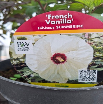 mocsári_hibiszkusz_french_vanilla