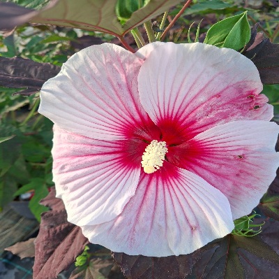 starry_night_mocsári_hibiszkusz