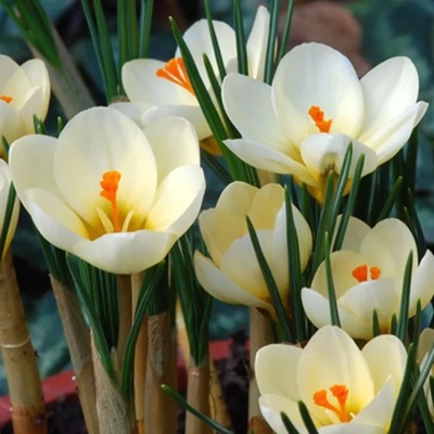 CROCUS – CREAM BEAUTY