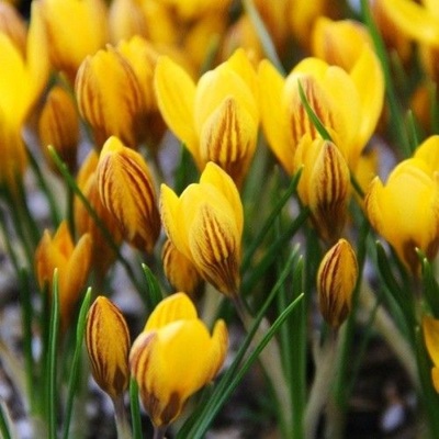 CROCUS – FUSCOTINCTUS