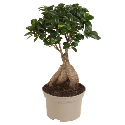 Ficus_ginseng
