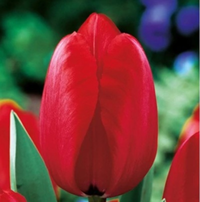 Tulipán – RED IMPRESSION