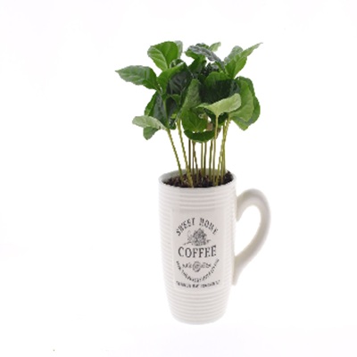 coffea_arabica