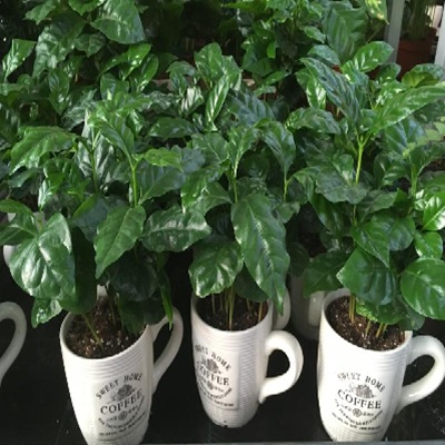 coffea_arabica_2