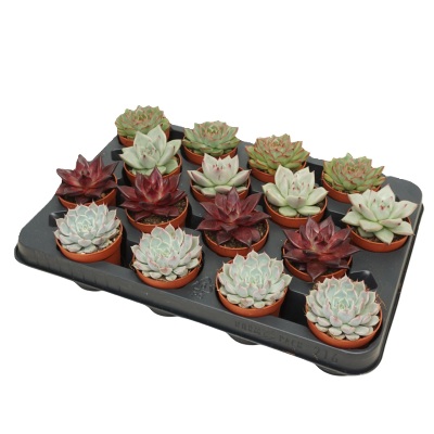 echeveria mix