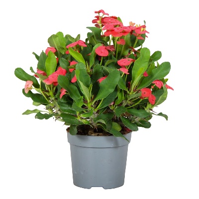 euphorbia_milii_vulcanus
