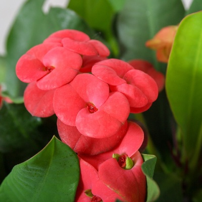 euphorbia_milii_vulcanus_2