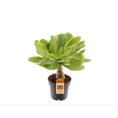 hawaiian_palma