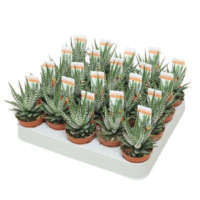 haworthia_big