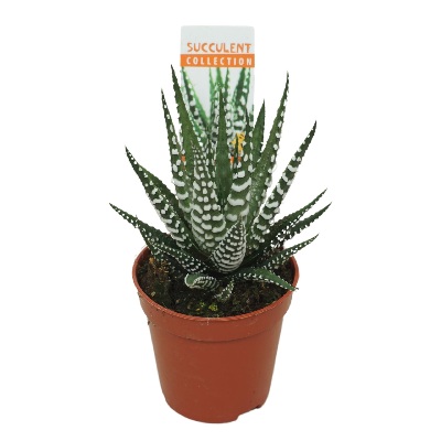 haworthia_big_band