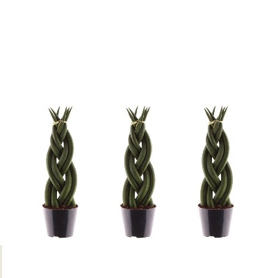 sansaveria
