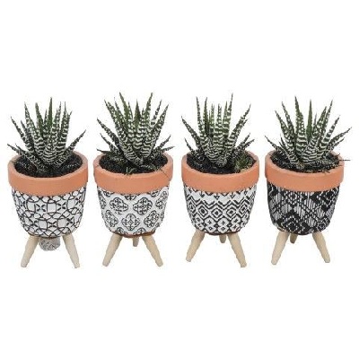 succulenten_kaspós
