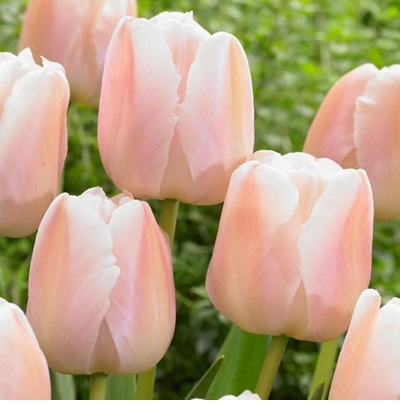 tulipán_apricot_pride