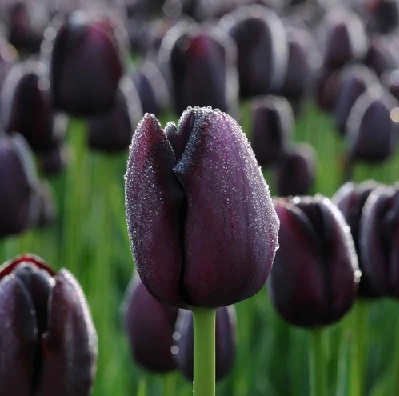 tulipán_black_jack