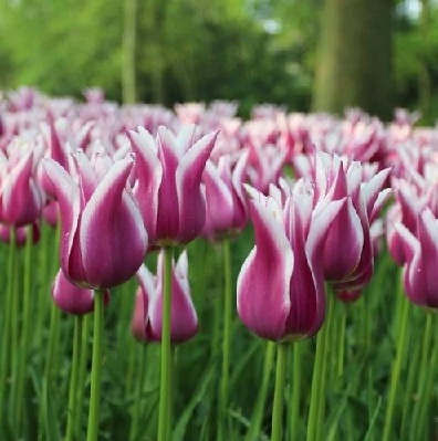 tulipán_claudia