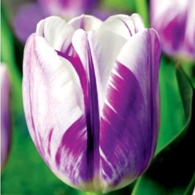tulipán_flaming fleg