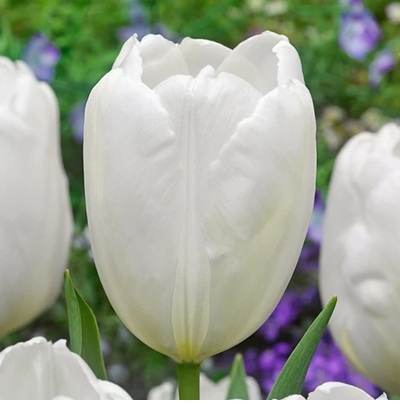 tulipán_hakun