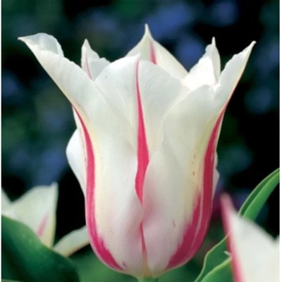 tulipán_marilyn