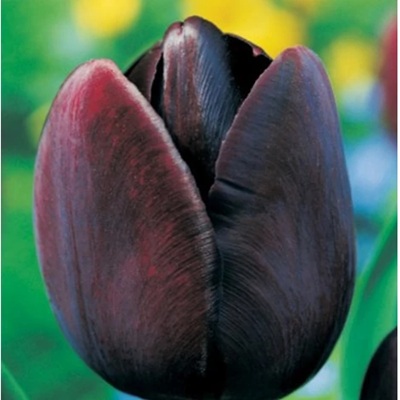 tulipán_queen of night